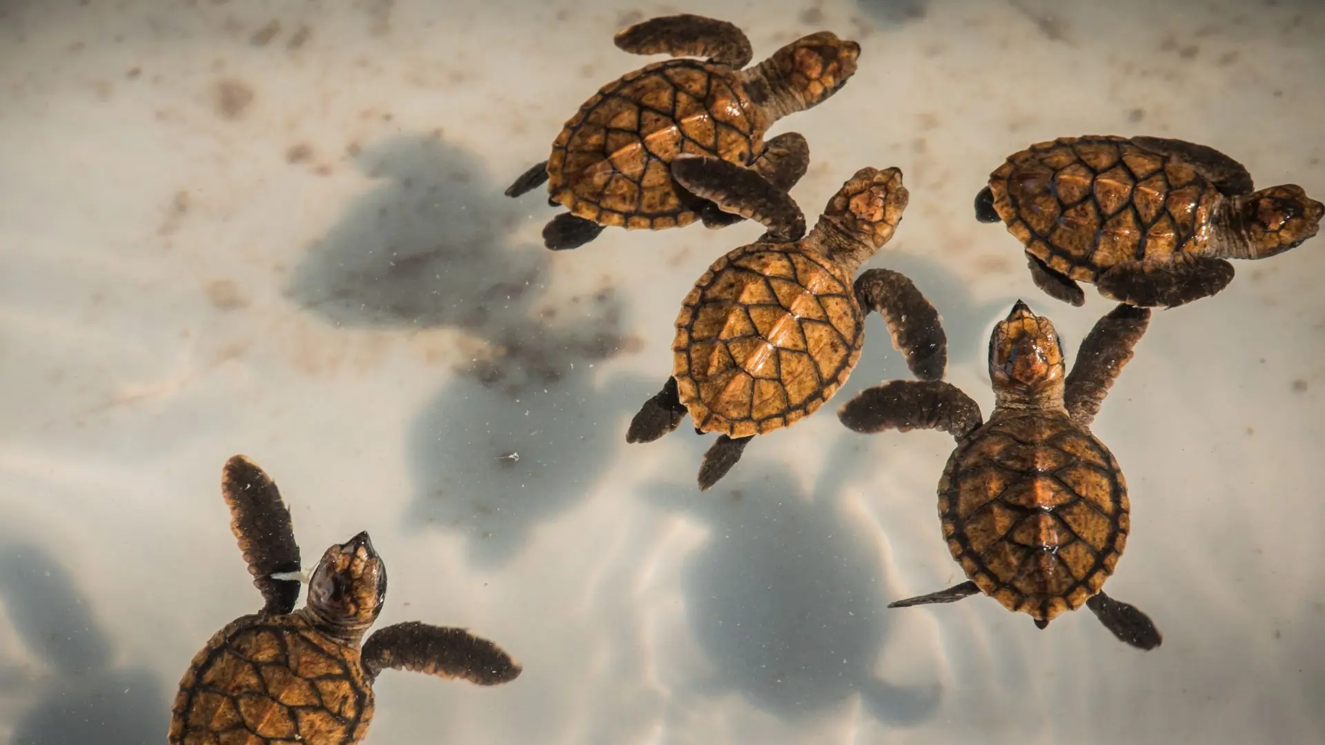 Baby Turtles Gili Meno