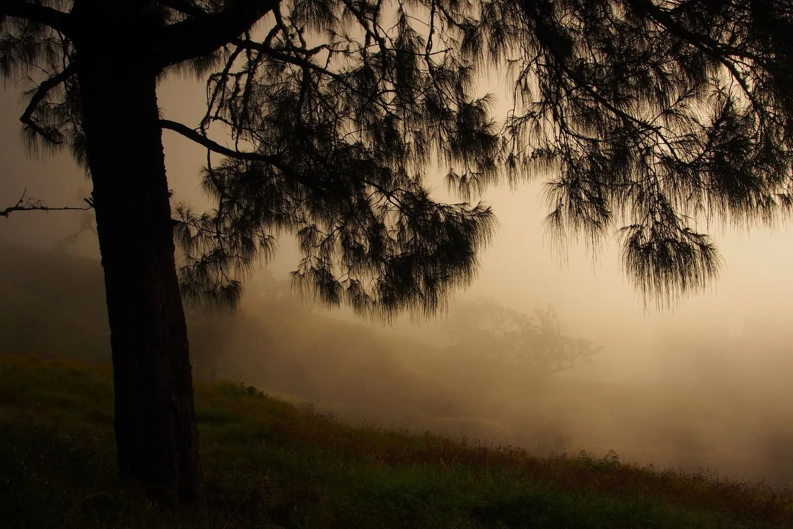 Beautiful tree Mount Rinjani National Park