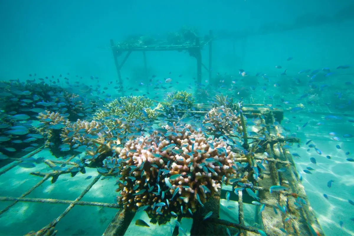 Coral Regeneration Gili Islands
