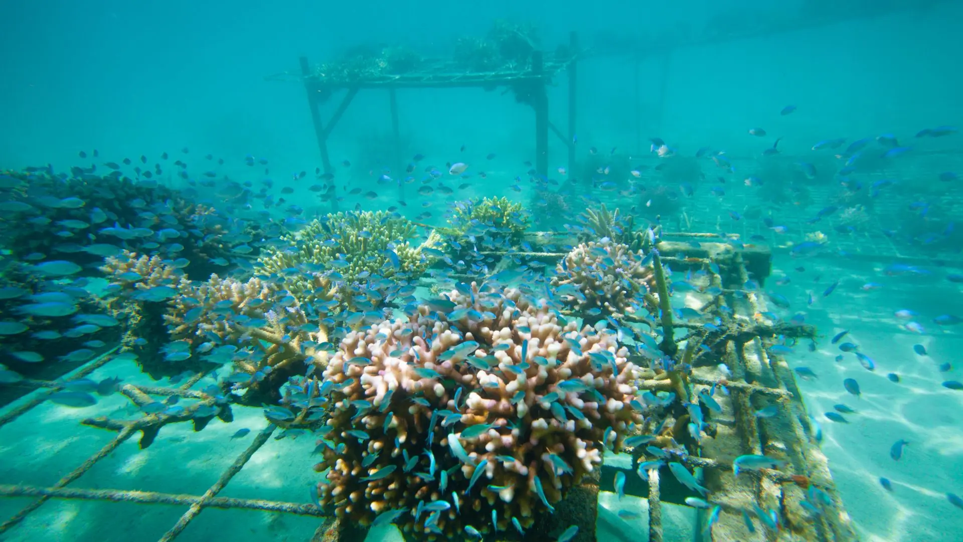 Coral Regeneration Gili Islands