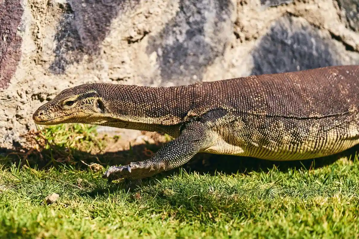 Monitor Lizard Gili Meno Lombok