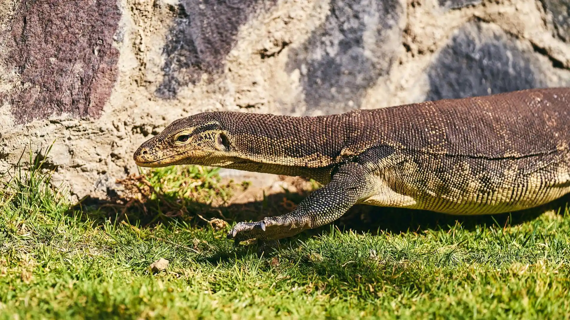 Monitor Lizard Gili Meno