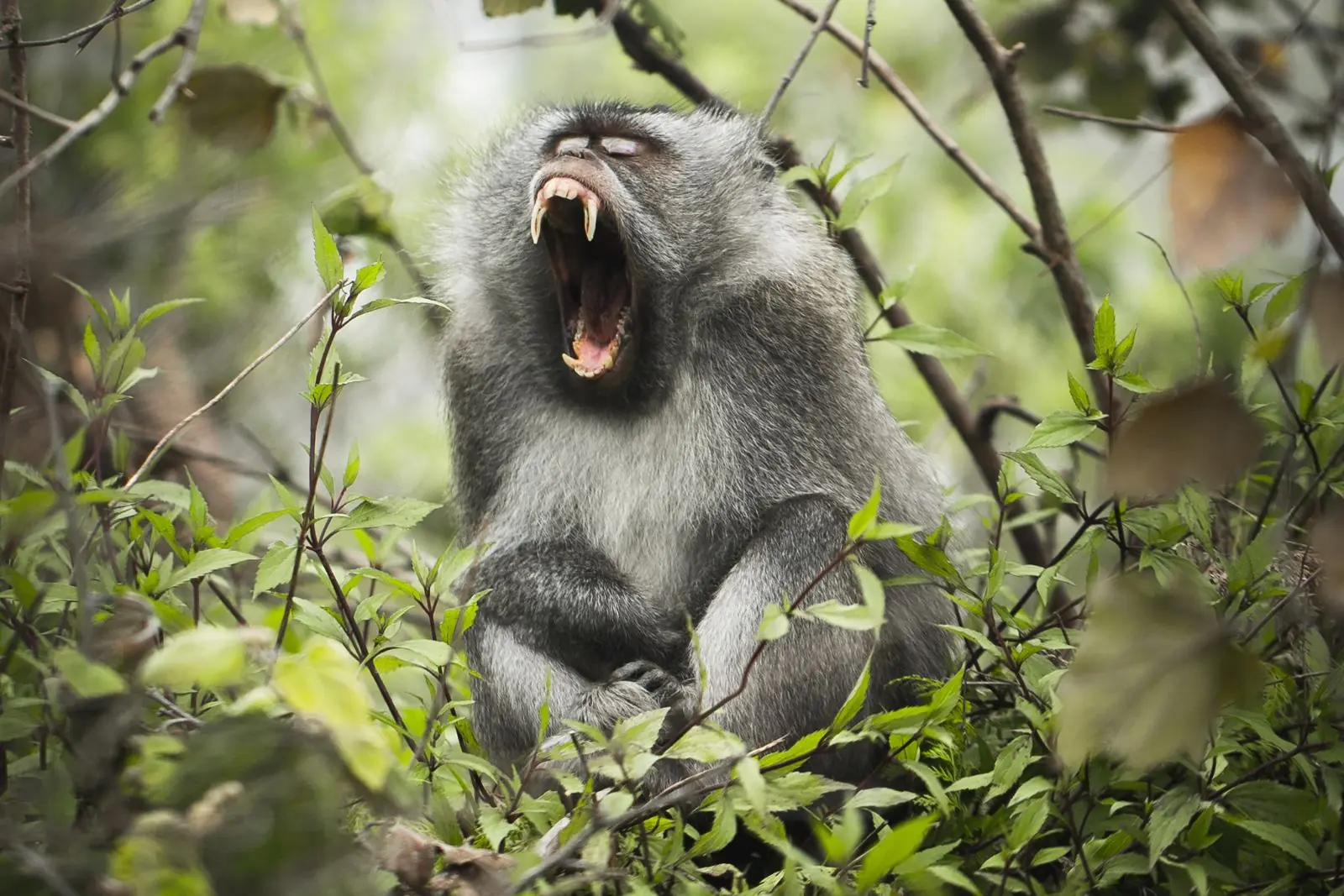 Monkey Mount Rinjani National Park