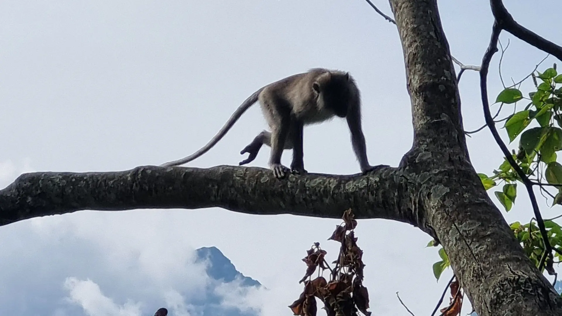 Monkey, Senaru Waterfall Trail