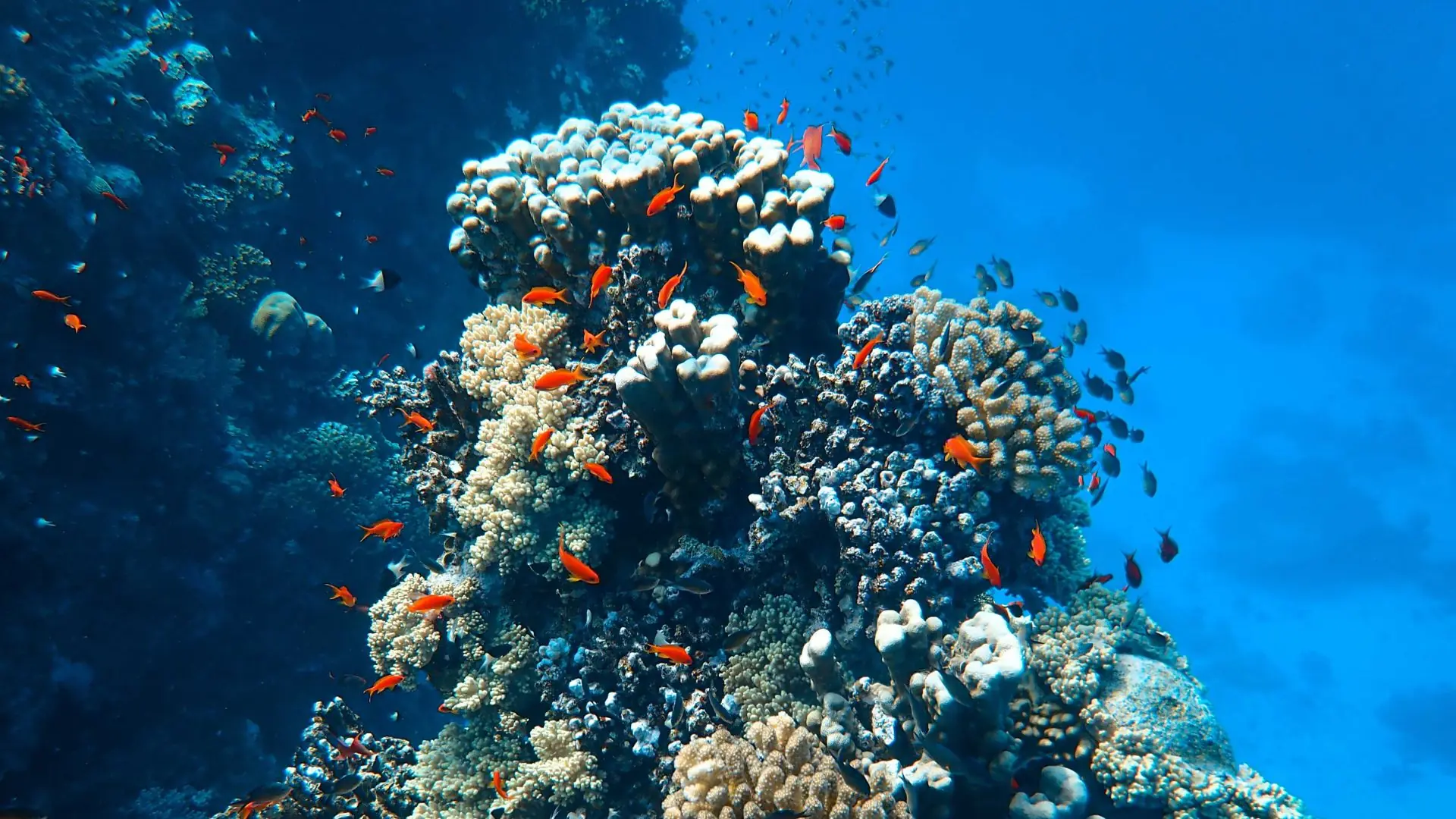 Tropical coral