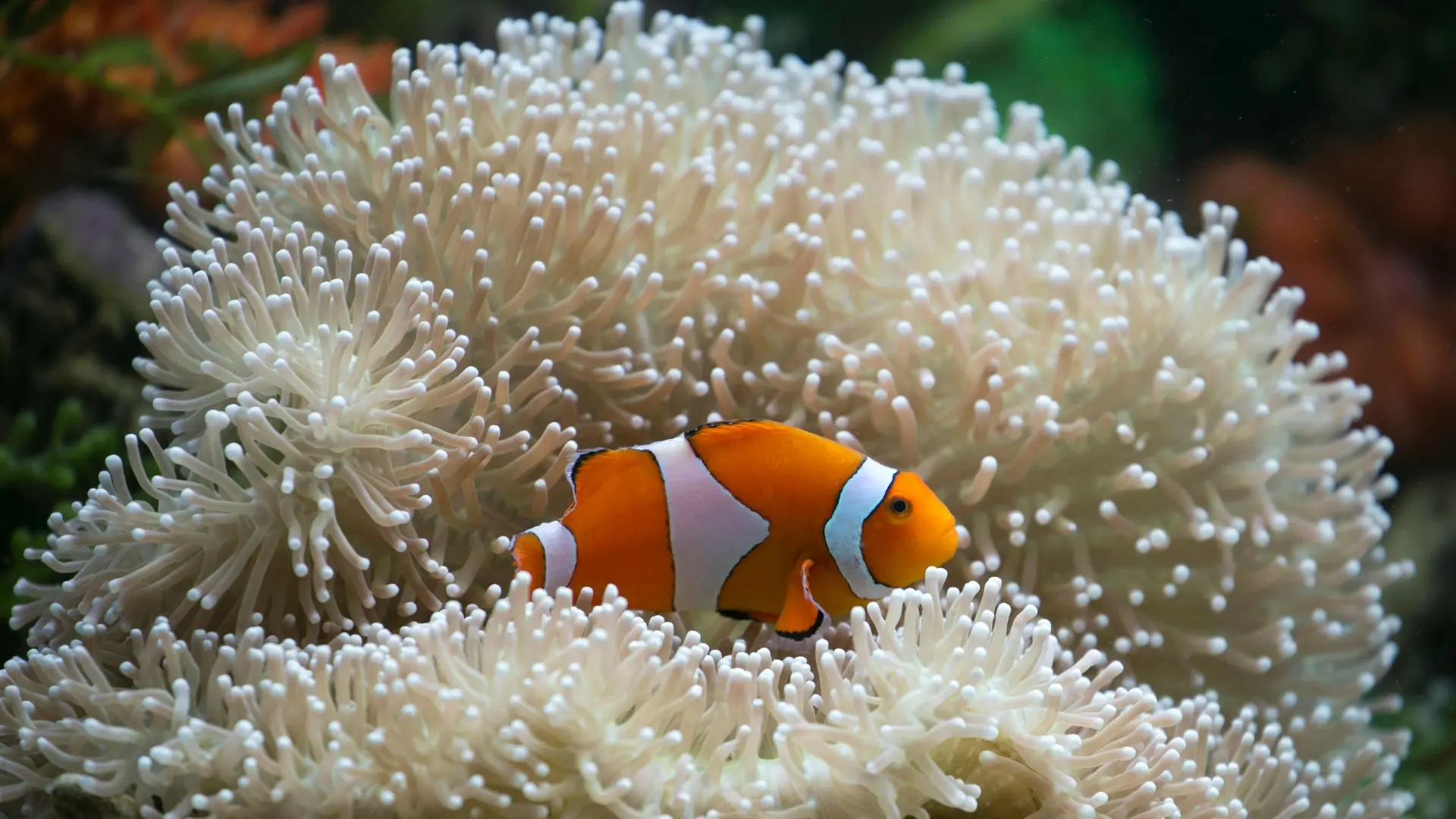 Tropical fish Lombok Indonesia