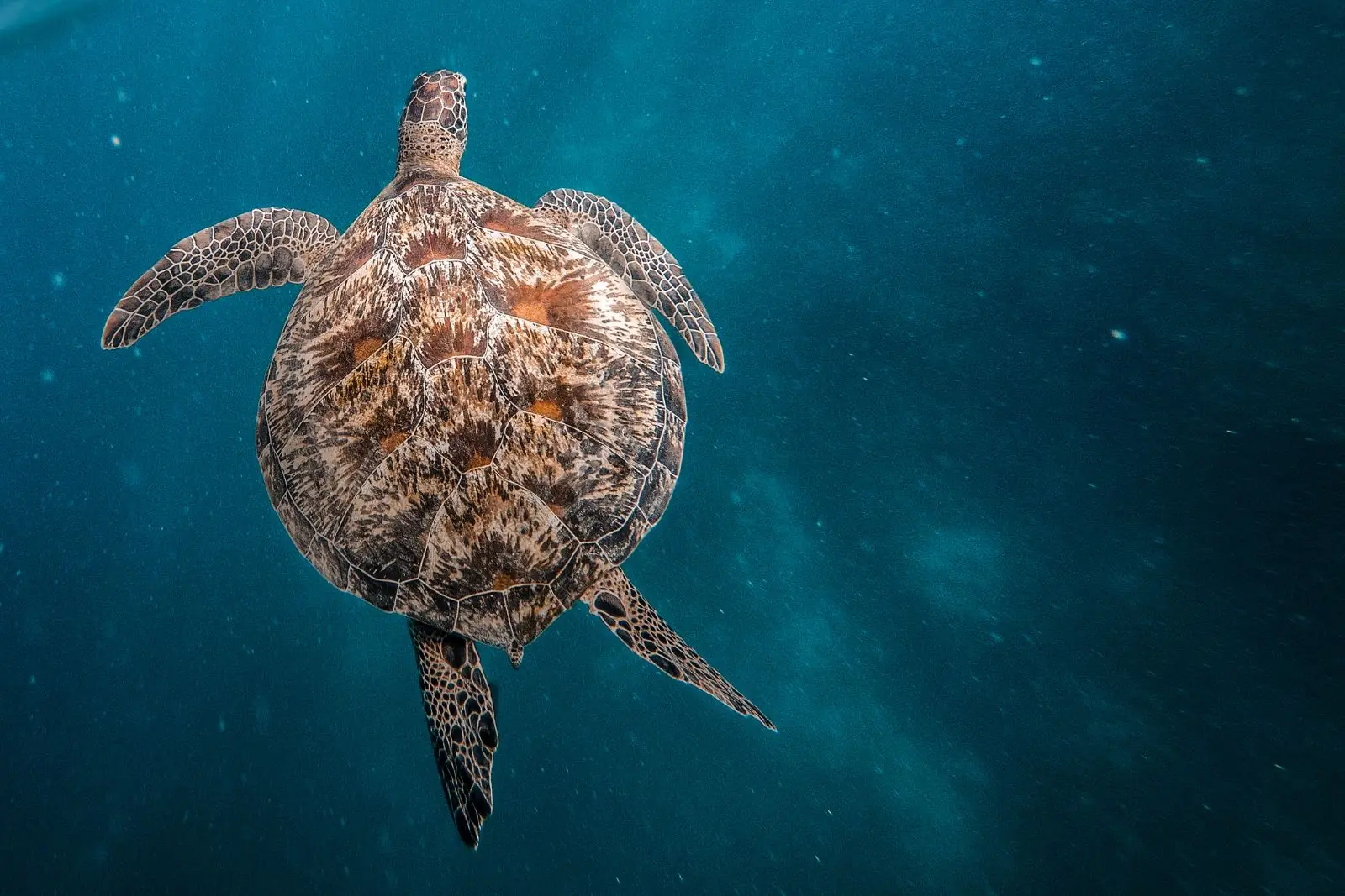 Turtle, Gili Islands Indonesia School Trip