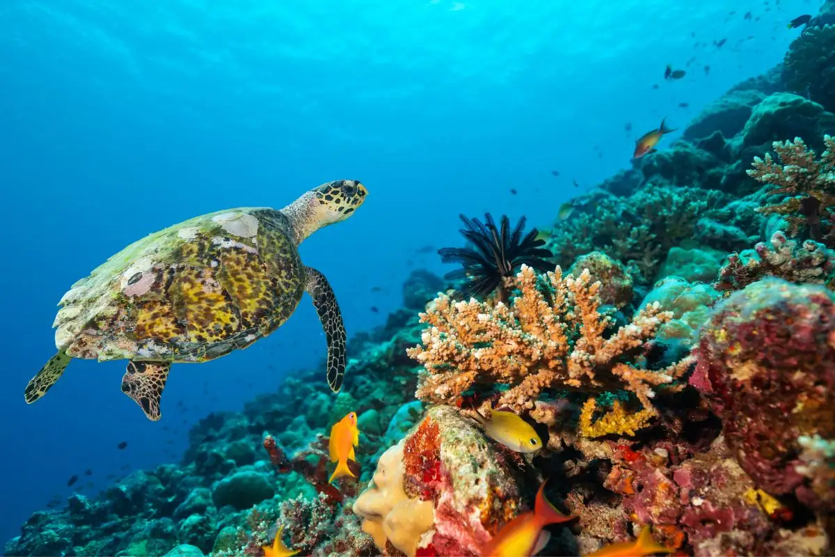 Turtle Gili Islands Lombok