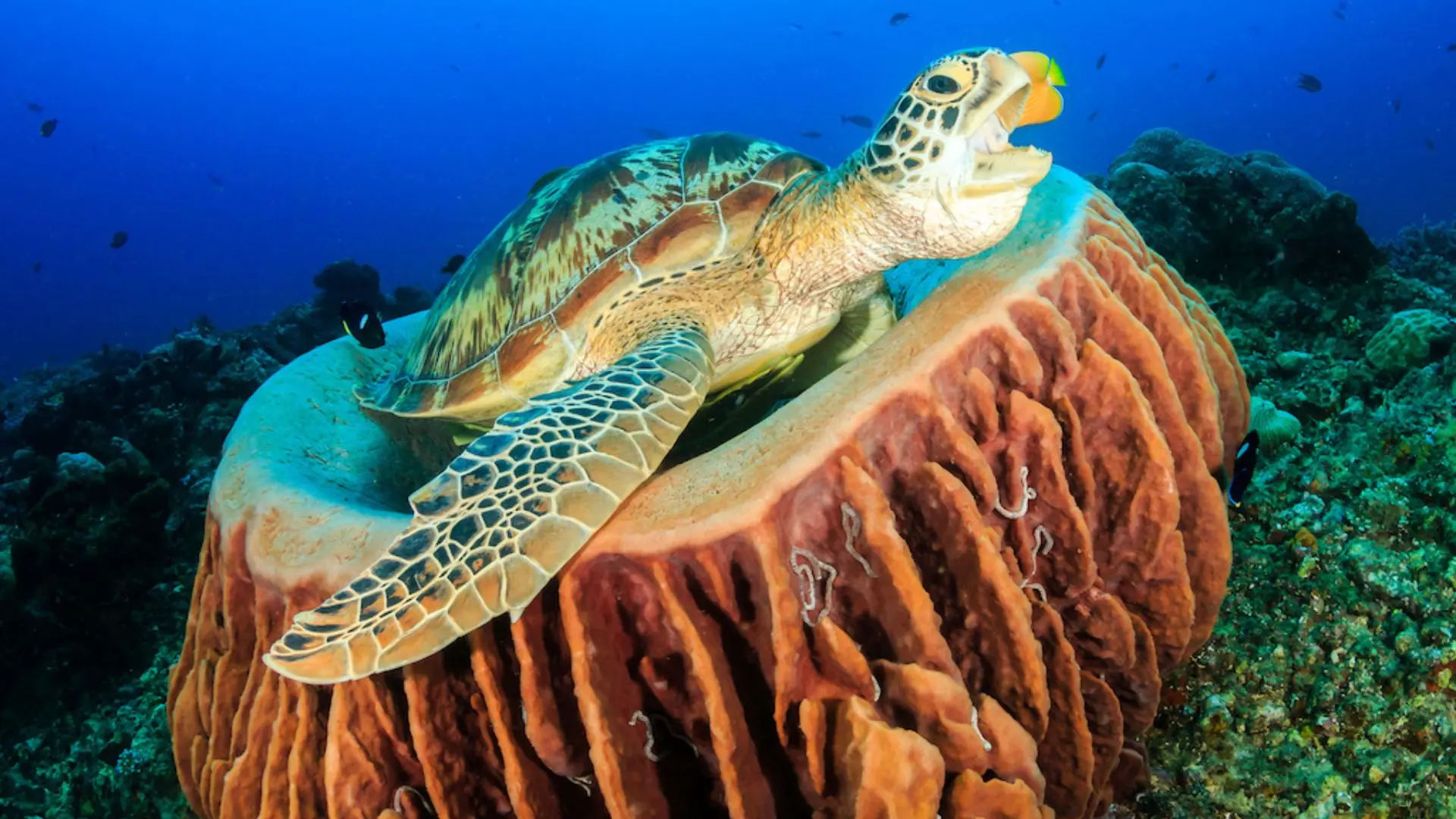 Turtle Gili Islands Lombok
