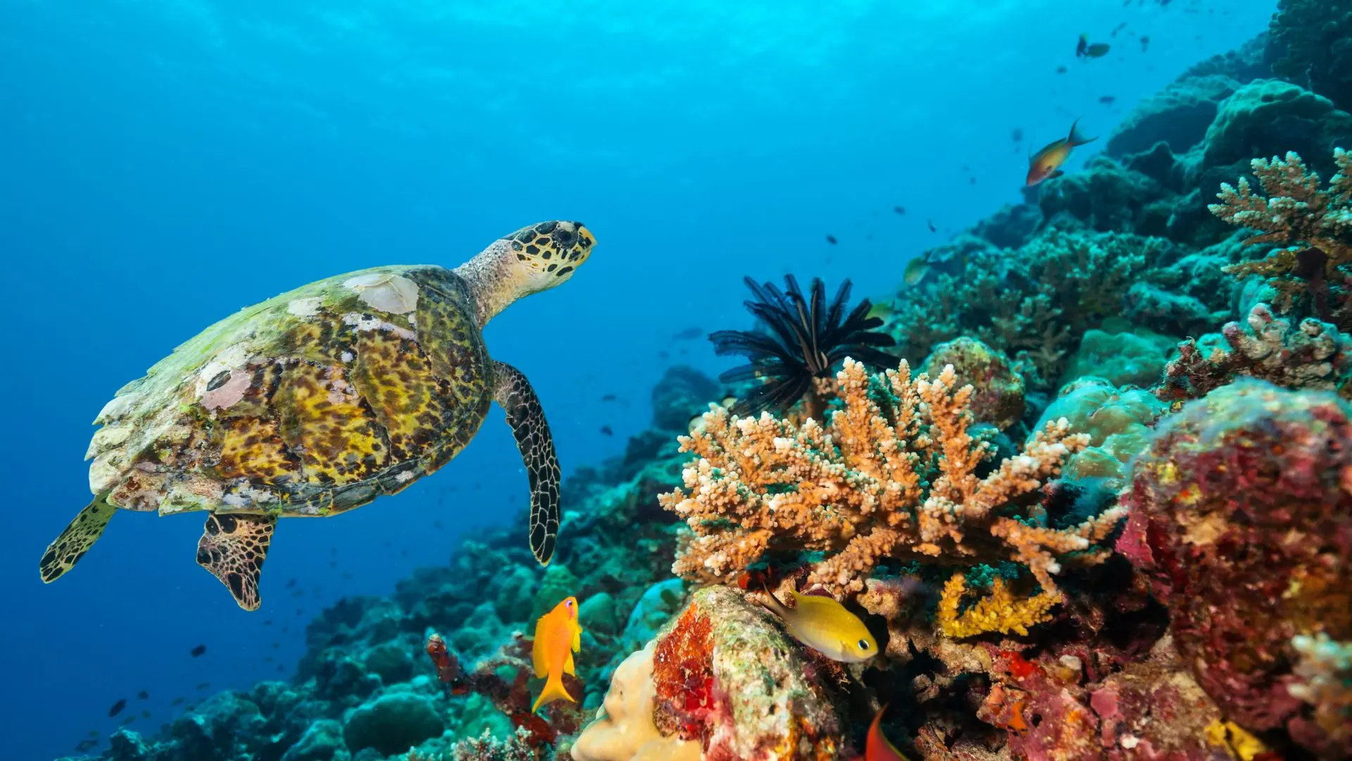 Turtle and Coral