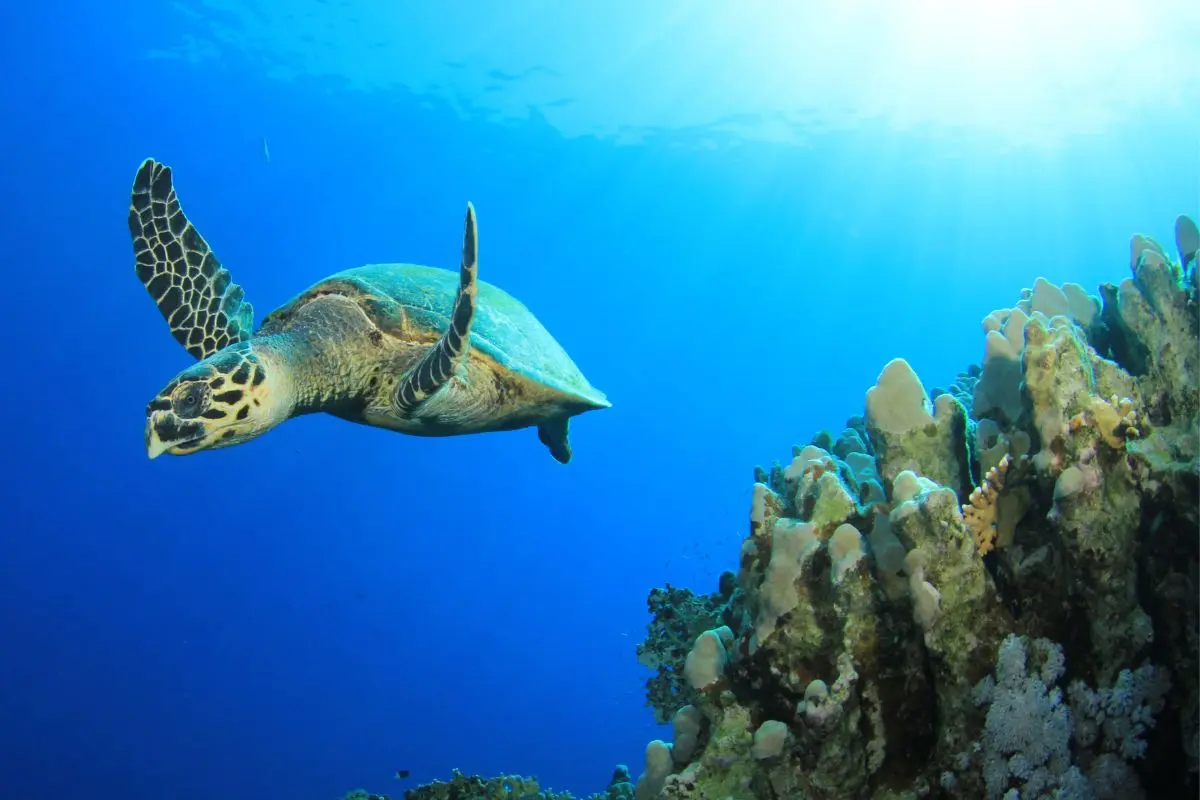 Venture Beyond Lombok Gili Islands