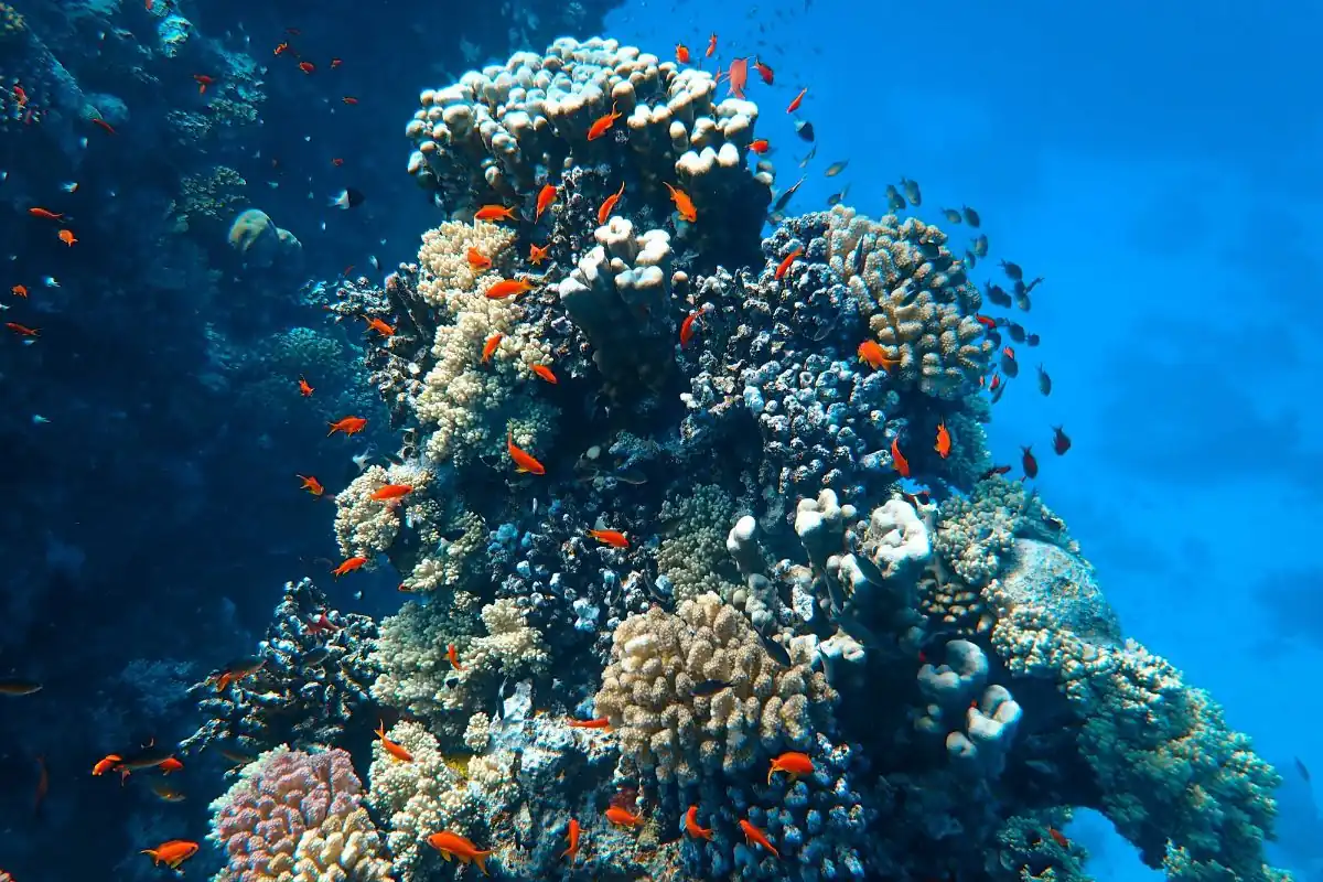 Venture Beyond School Diving