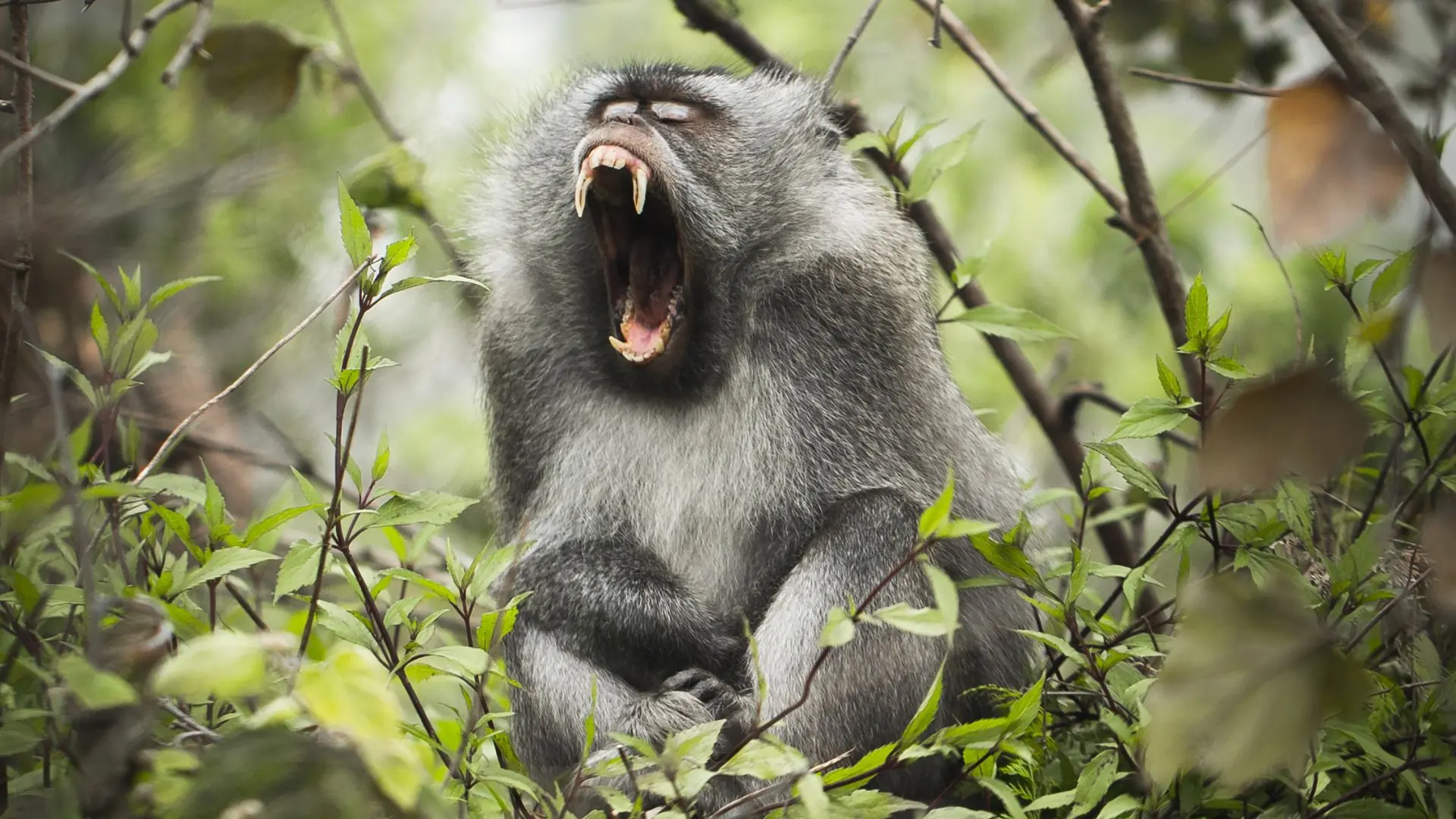 Wild monkey Mount Rinjani National Park