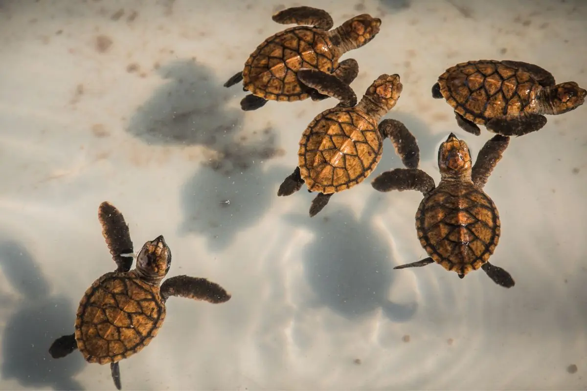 baby turtles Gili Islands